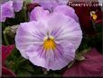 purple white pansy flower