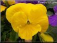 yellow pansy flower