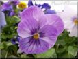 purple white pansy flower