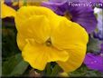 yellow pansy flower