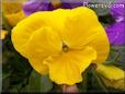 yellow pansy flower