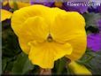 yellow pansy flower