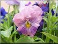 pink purple pansy flower