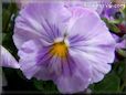 purple white pansy flower