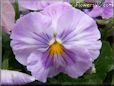 purple white pansy flower