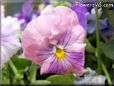 pink purple pansy flower