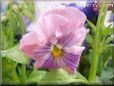 pink purple pansy flower