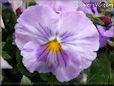 purple white pansy flower