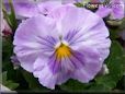 purple white pansy flower