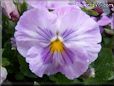 purple white pansy flower