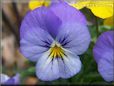 baby blue white pansy flower