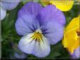 baby blue white pansy flower