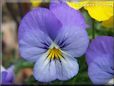 baby blue white pansy flower