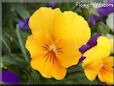 yellow pansy flower