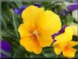 yellow pansy flower