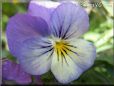 baby blue white pansy flower