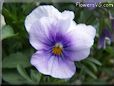 blue purple pansy flower