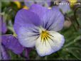 baby blue white pansy flower