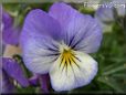 baby blue white pansy flower