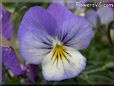 baby blue white pansy flower