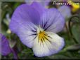 baby blue white pansy flower