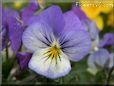 baby blue white pansy flower