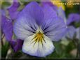 baby blue white pansy flower