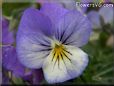 baby blue white pansy flower