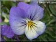 baby blue white pansy flower