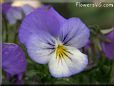 baby blue white pansy flower