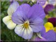 baby blue white pansy flower