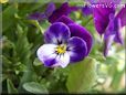 blue purple pansy flower