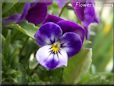 blue purple pansy flower