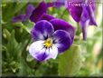 blue purple pansy flower