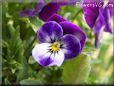 blue purple pansy flower