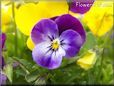 blue purple pansy flower