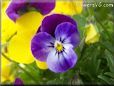 blue purple pansy flower