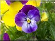 blue purple pansy flower