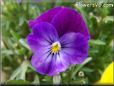 purple pansy flower