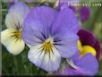 baby blue white pansy flower