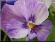 purple white pansy flower