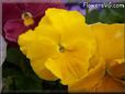 yellow pansy flower