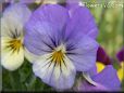 baby blue white pansy flower