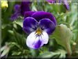 blue purple pansy flower