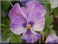 purple white pansy flower