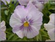 purple white pansy flower