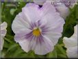 purple white pansy flower