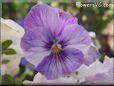 light purple white pansy flower
