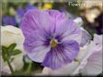 purple white pansy flower