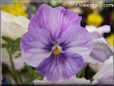 purple white pansy flower